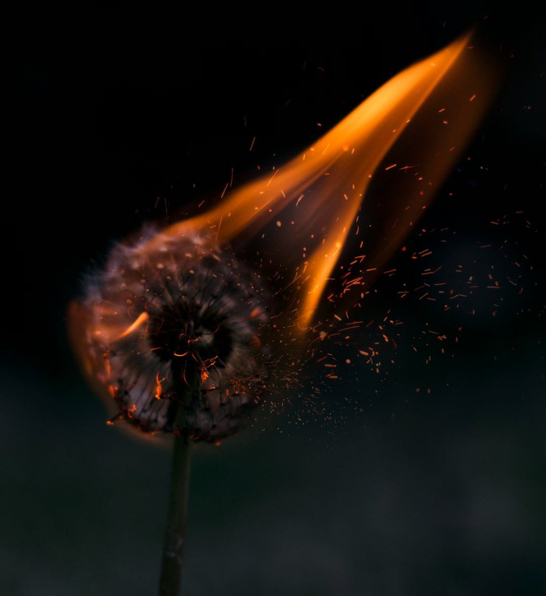burning white dandelion
