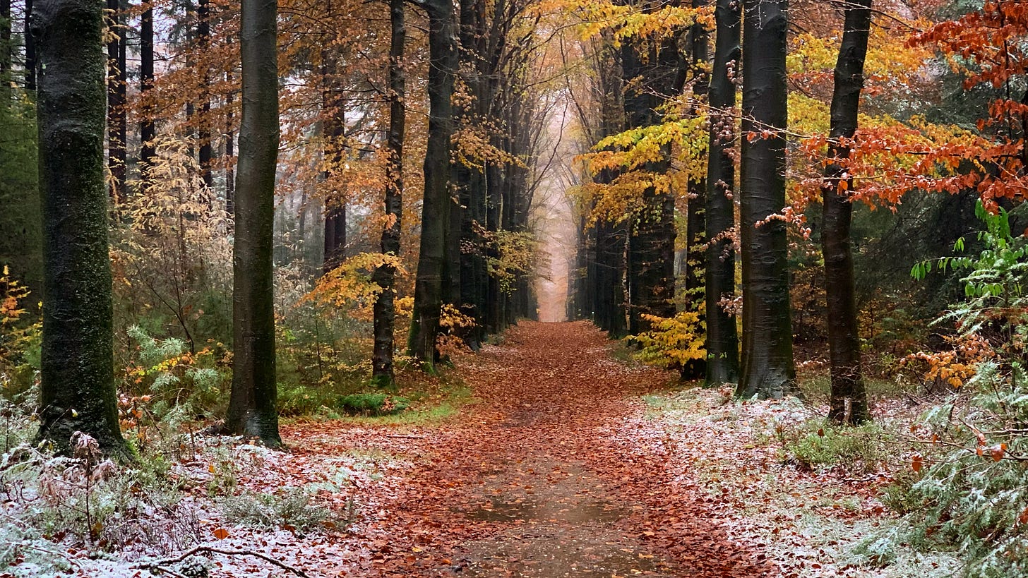 Schitterende herfstkleuren in het Prattenburgse Bos, met een vleugje sneeuw, langs een beukenlaan