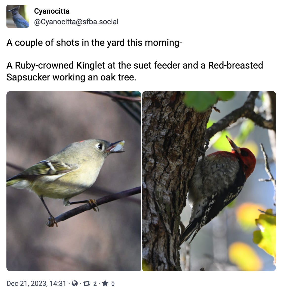 A couple of shots in the yard this morning-  A Ruby-crowned Kinglet at the suet feeder and a Red-breasted Sapsucker working an oak tree.