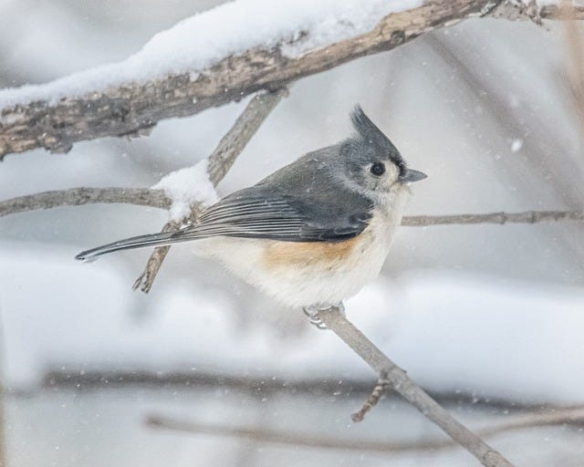 tufted titmouse in winter