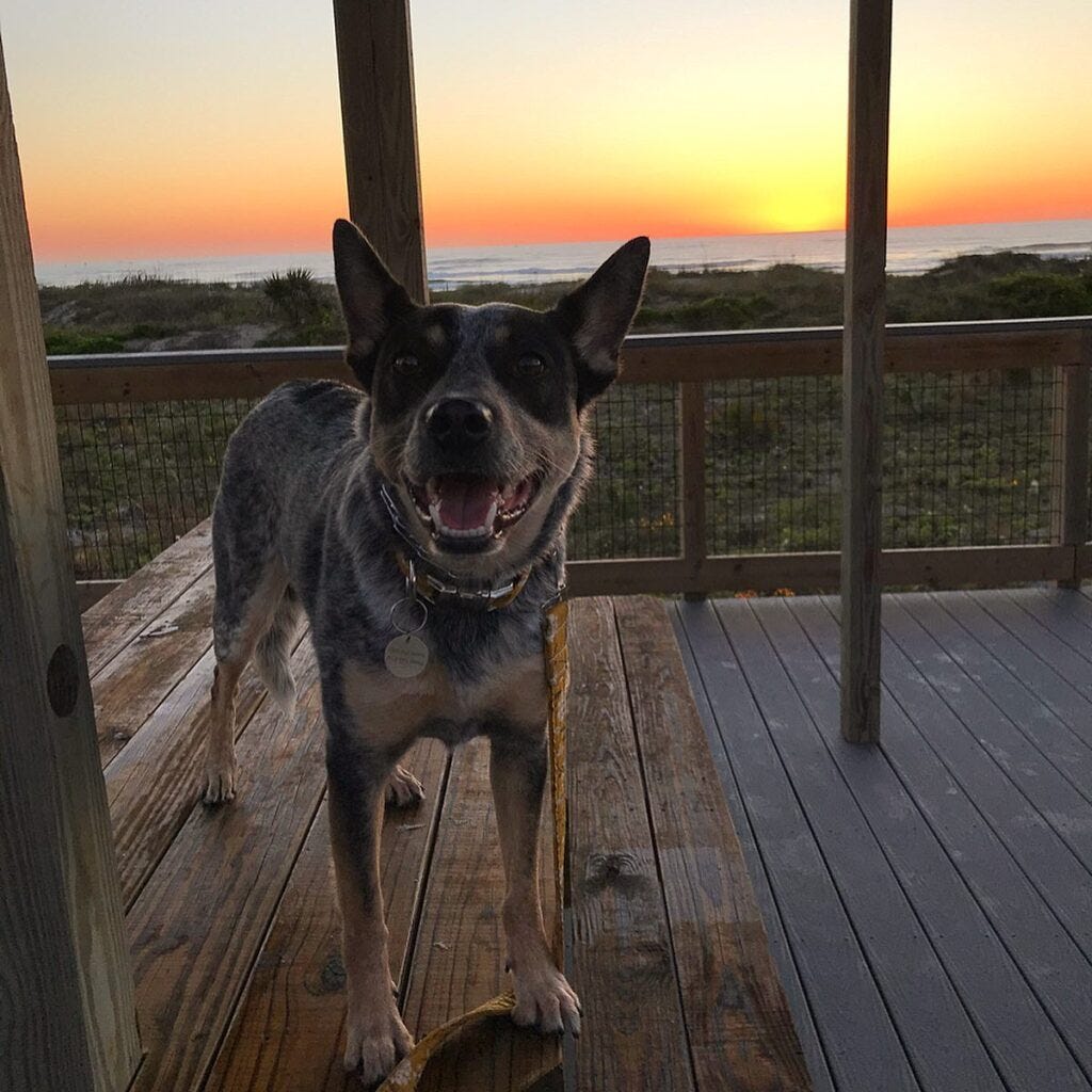 Australian cattle dog Scout watching the sunrise at Smryna Dunes Park dog-friendly beach