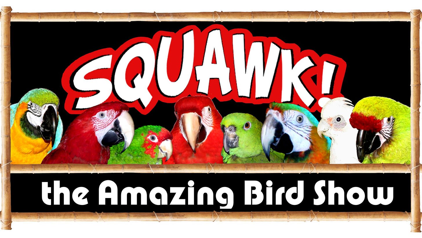 Squawk the Amazing Bird Show