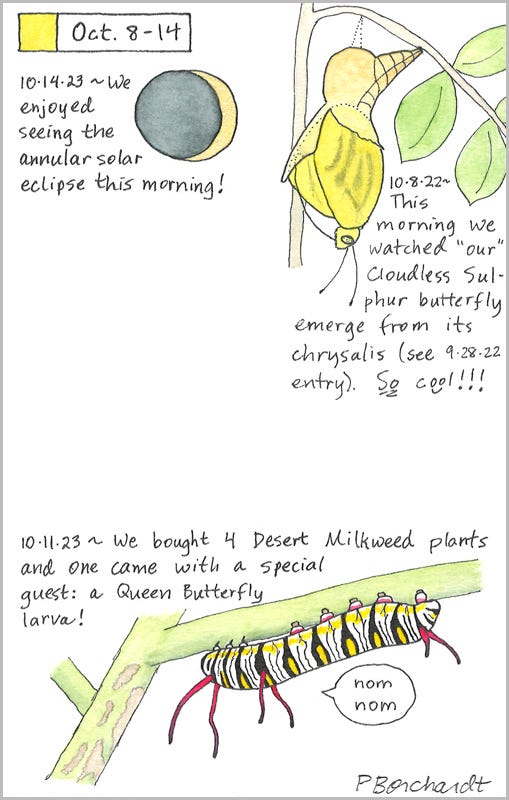 Perpetual Journal, week of Oct. 8-14: Queen Butterfly Larva (2023); Solar Eclipse (2023); Cloudless Sulphur Butterfly (2022)
