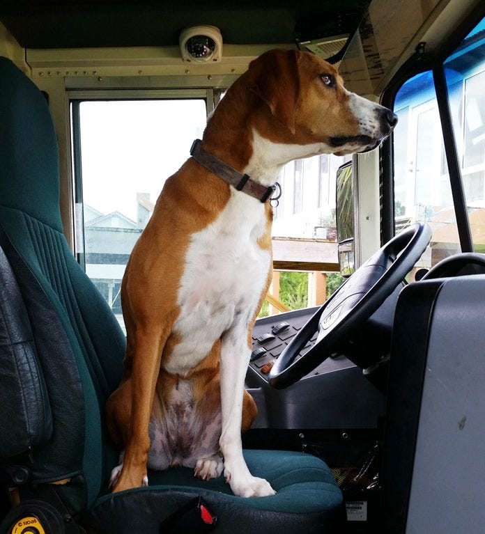 a dog sits in the driver's seat of a school bus