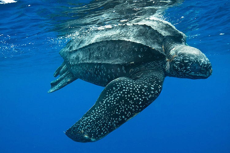 leatherback sea tutrle swimming in the ocean