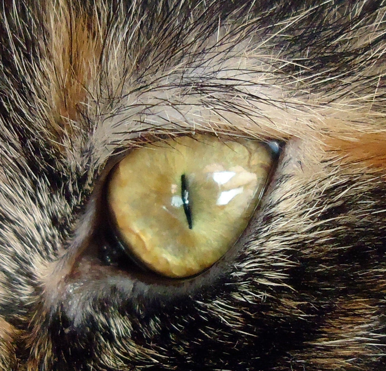 Cat's Eye 