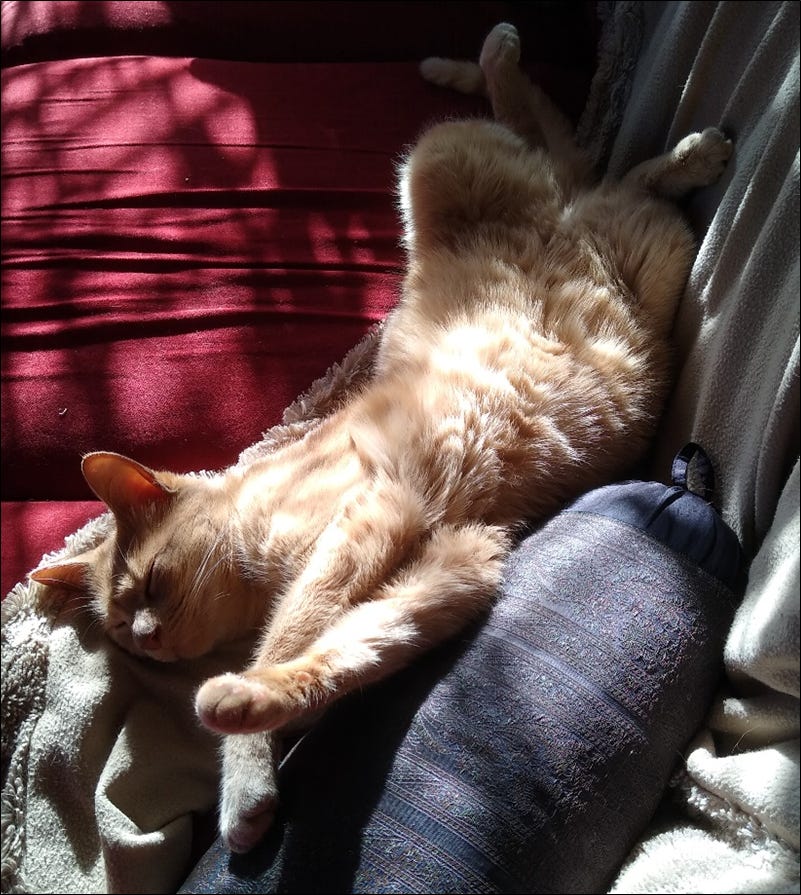 A pale-ginger cat, lying on its back with its tummy on show