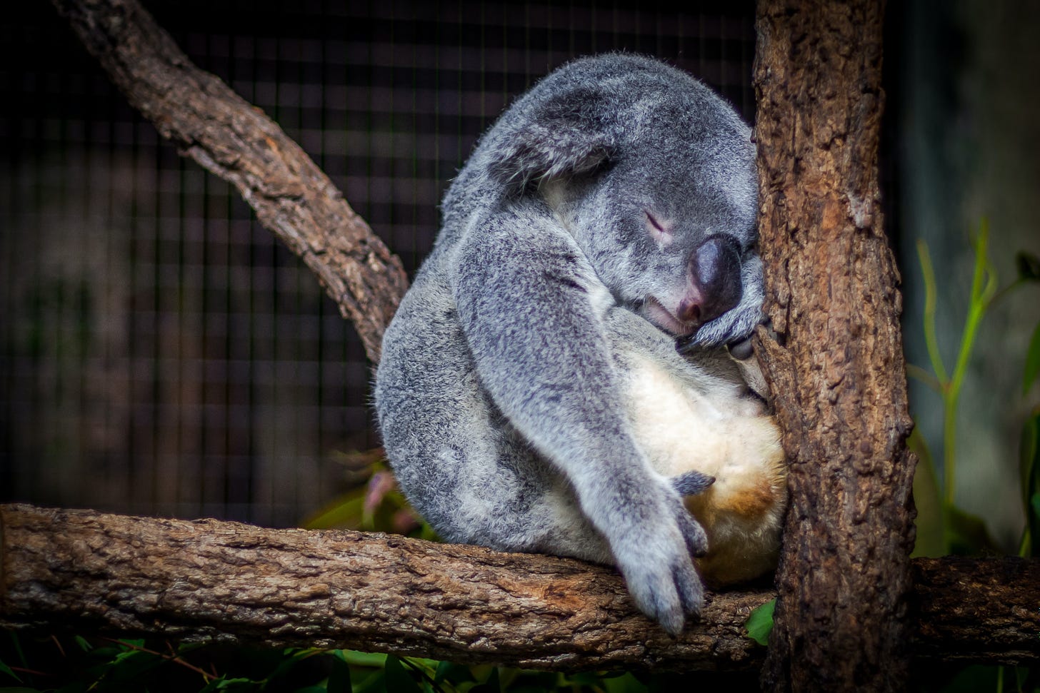 Imagem de um coalha encostado em um galho, dormindo. Estamos todos cansados, até o pobre coala