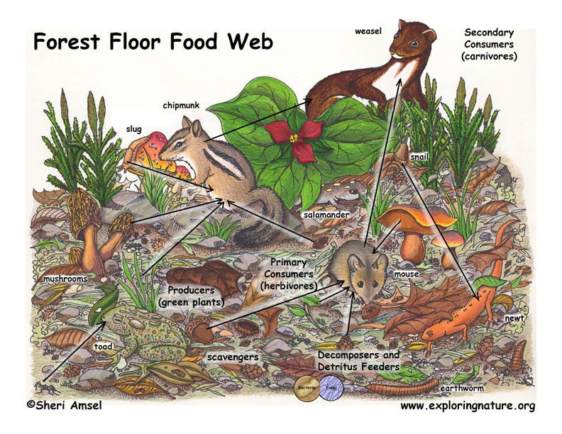 Forest Floor Food Web