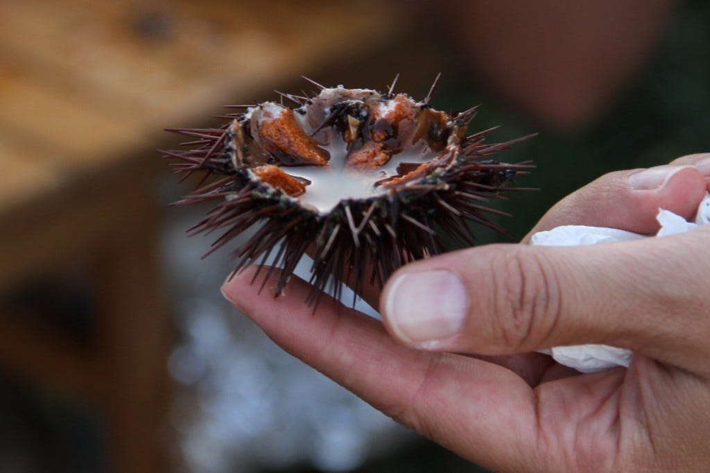 Freshly opened sea urchin
