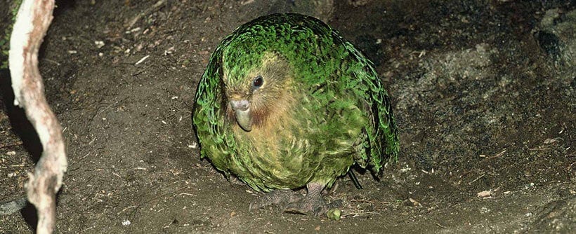 Kākāpō booming in bowl. 