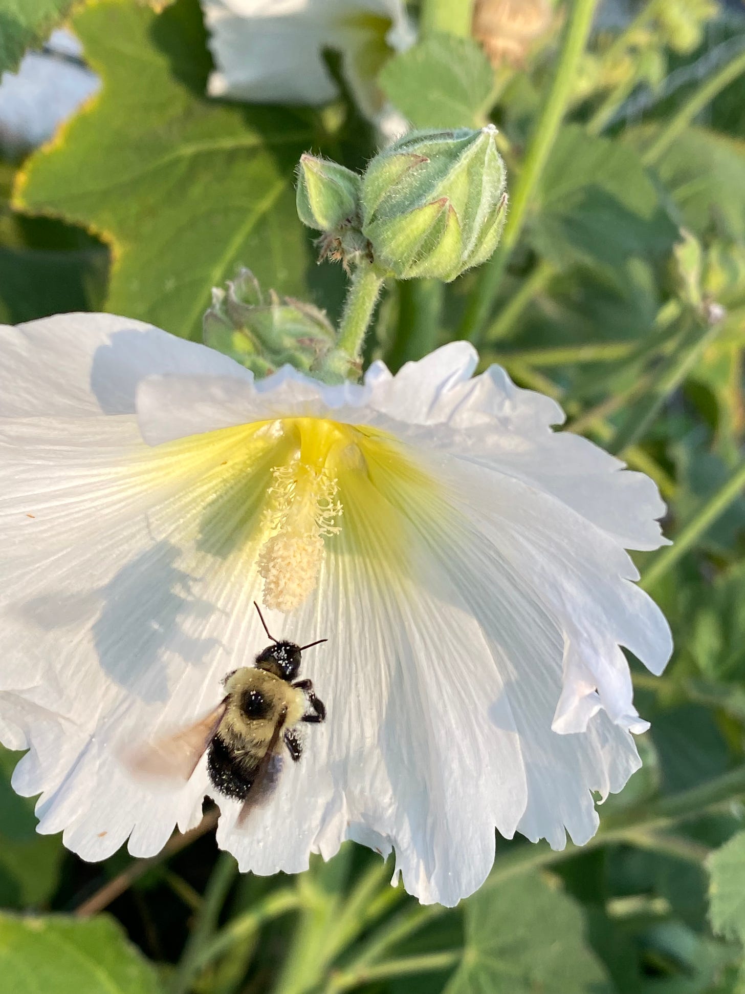 bumblebee entering hollyhock bloom 