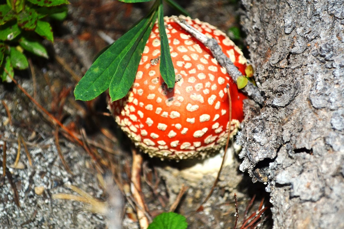 Fasting 014: The Lenten Mushroom Market 