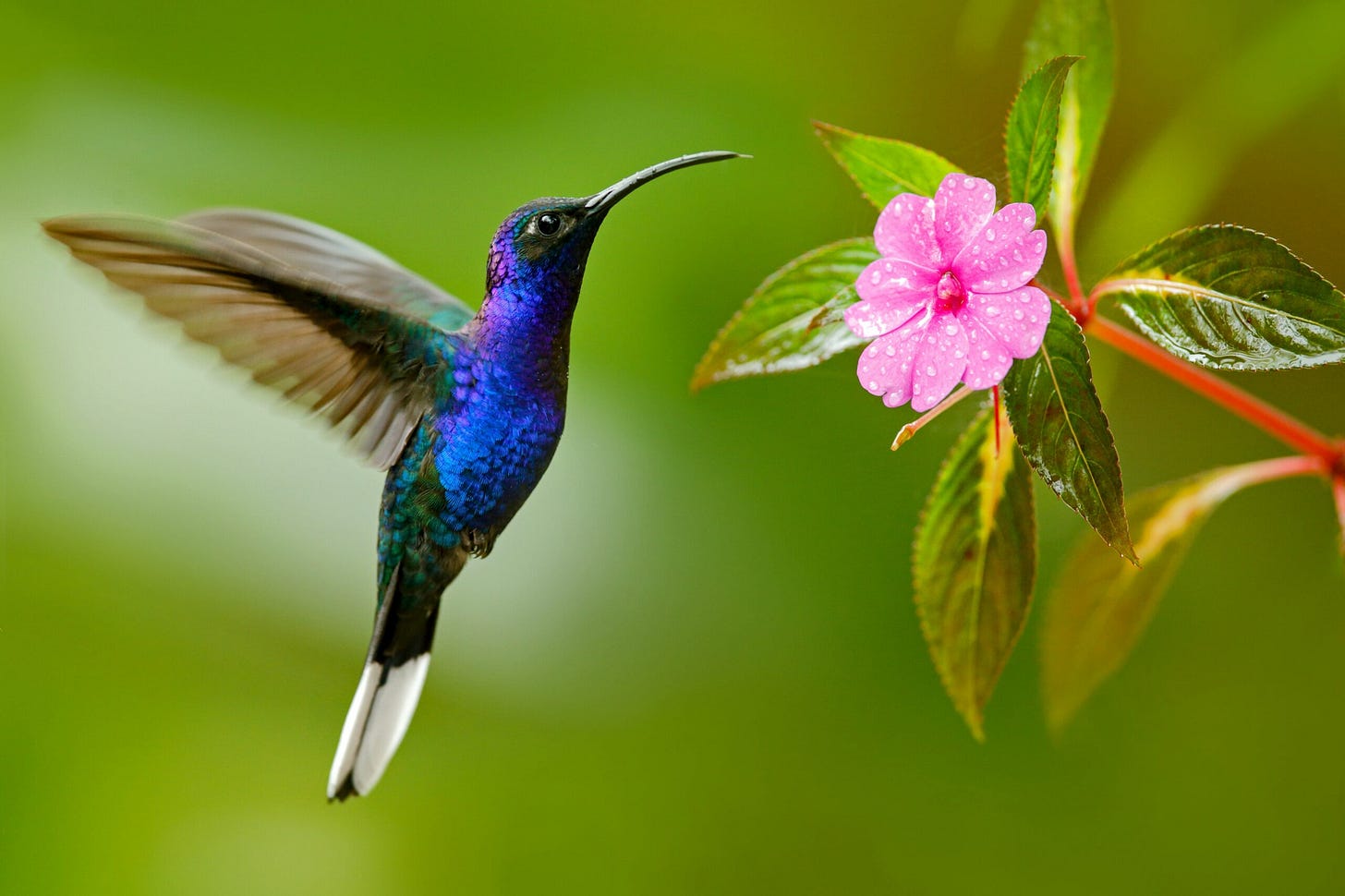 Hummingbird flight could be mimicked by aerial vehicles • Earth.com