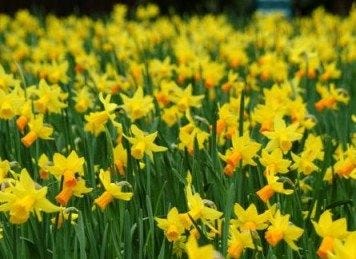 Daffodils.jpg