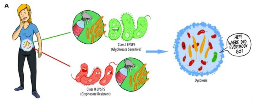 dysbiosis