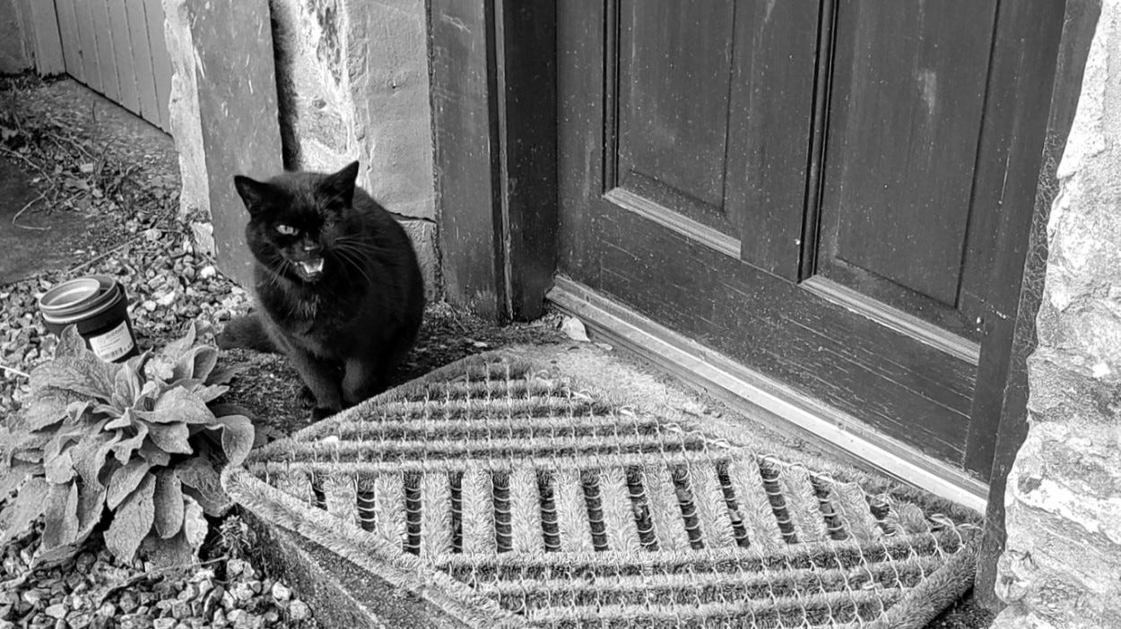 A black cat standing next to a wooden door yells at the camera