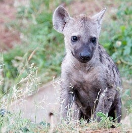 Hyena Pup