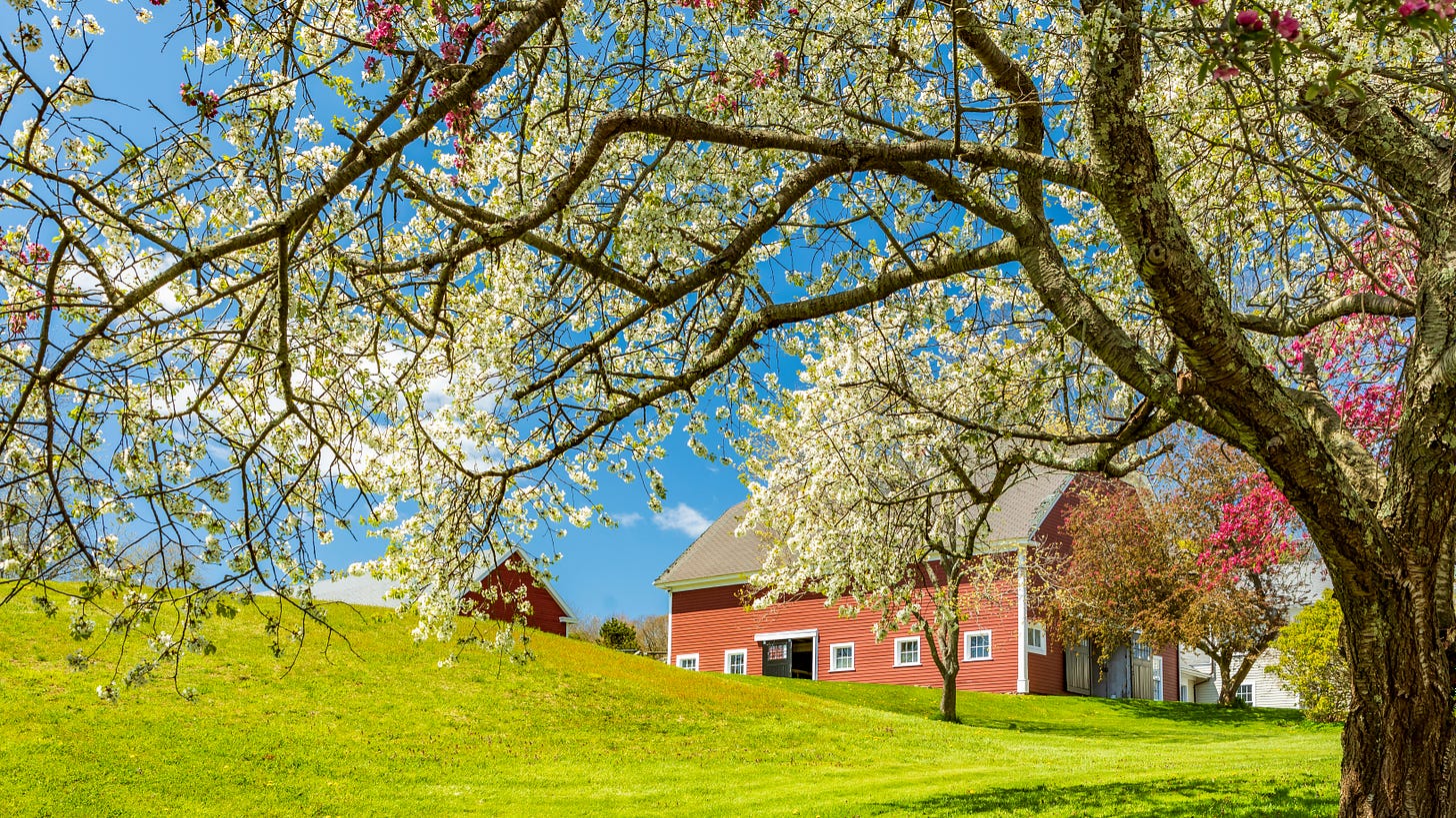scene of blossoming springtime trees and a red barn