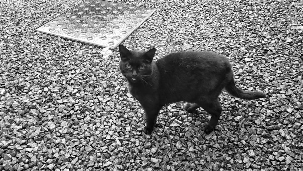A black cat standing on a gravel driveway sticks her tongue out at the camera