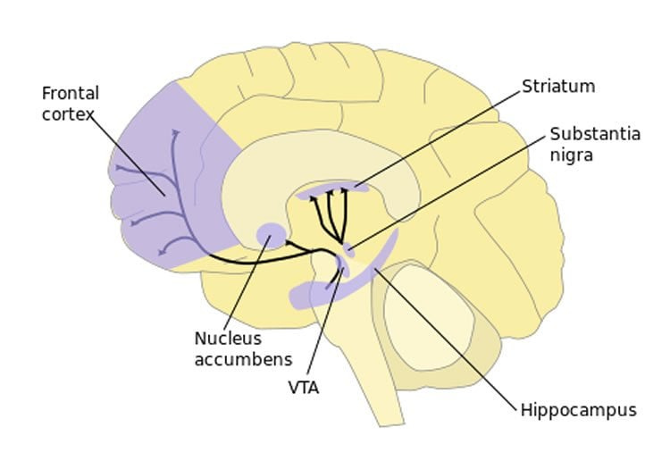 Shedding Light on Why We Trust - Neuroscience News