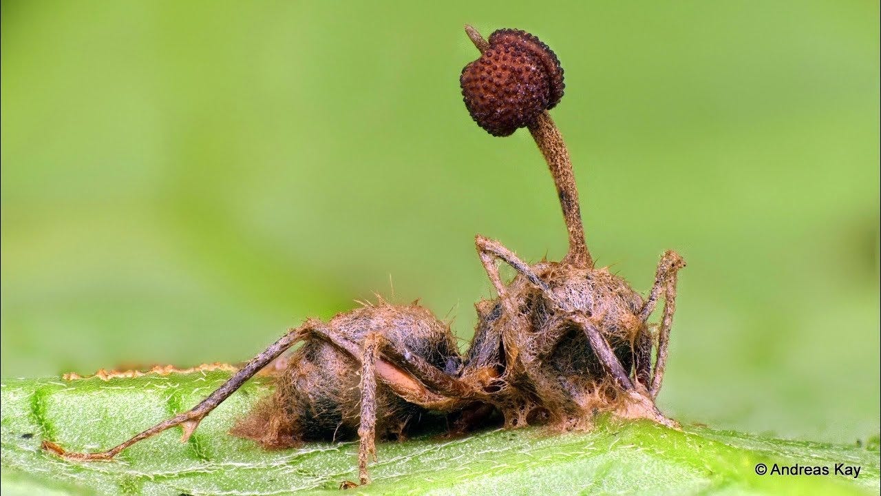 Zombie Ant killed by an Entomopathogenic Fungus - YouTube