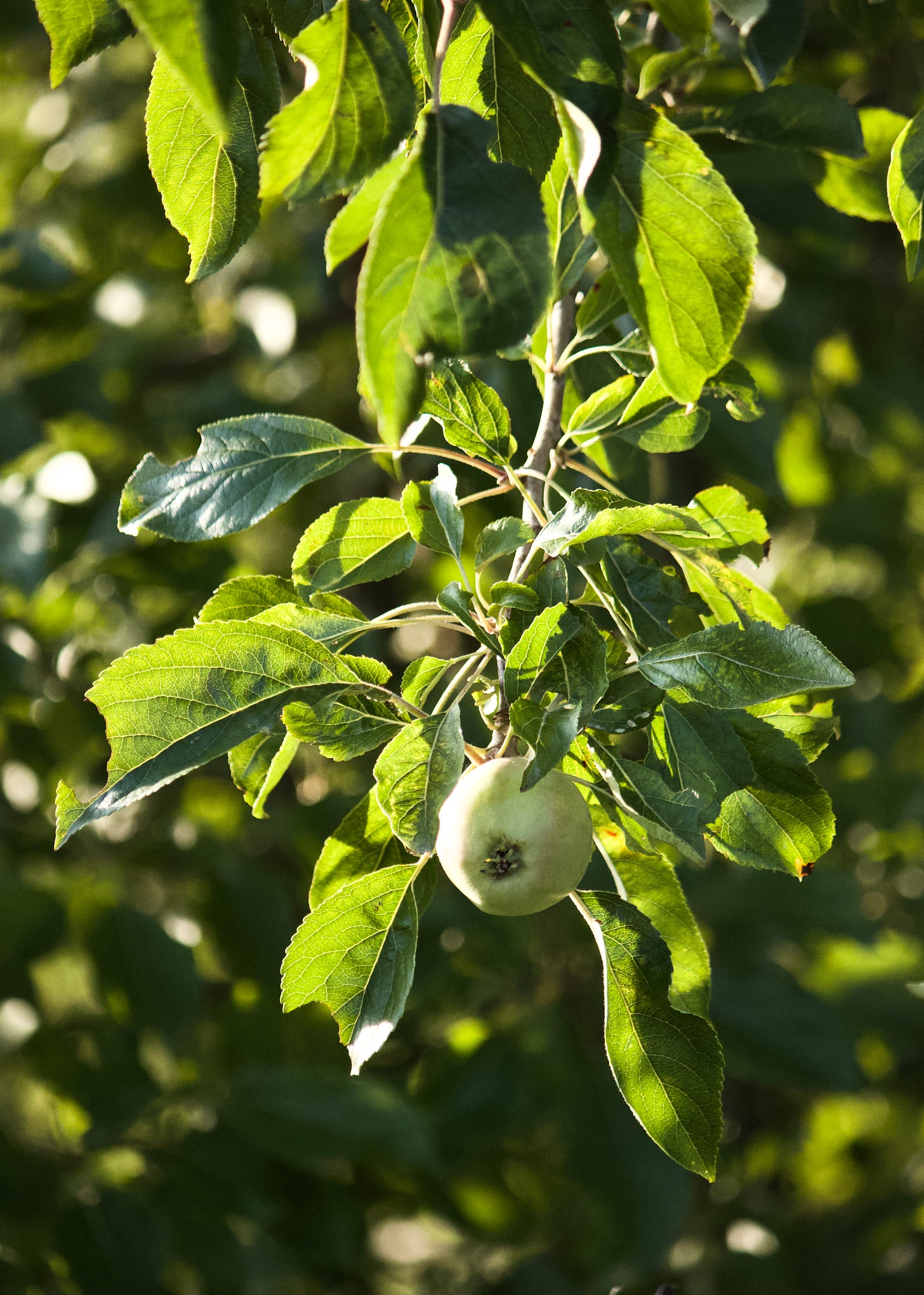 A branch from an Apple Tree hangs down from the top of the frame, weighed down by the weight of young pale green apples. 