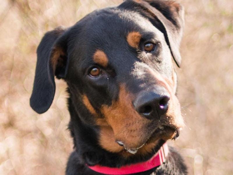 Adoptable Dog of the Week: Domino