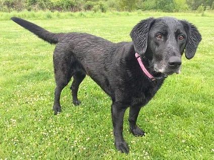 a black labrador dog standing in a grassy field