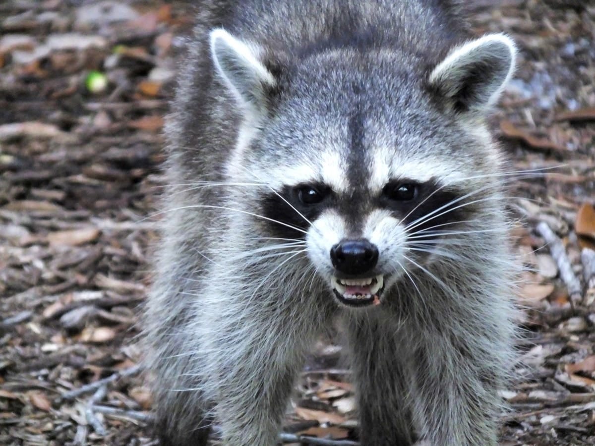 5-Year-Old Attacked By Raccoon Outside Connecticut Home, Video Shows |  Across Connecticut, CT Patch