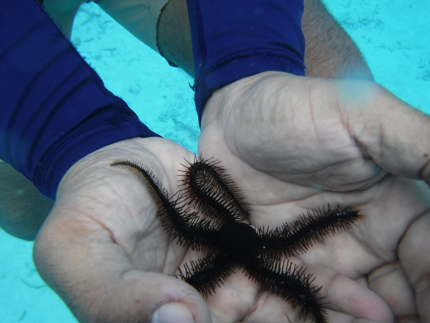 A man holding a brittle Starfish under water in Shark/Ray Alley in Belize