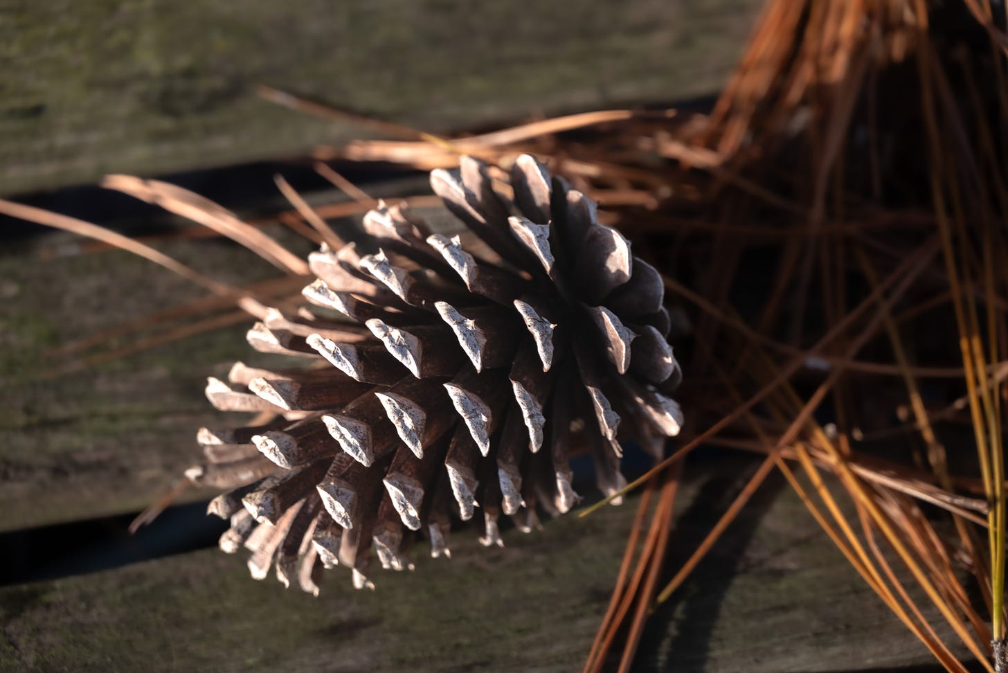 Close up of a  single pinecone on a bench with brown pine needles around it