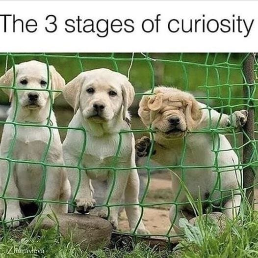 May be an image of dog and text that says 'The 3 stages of curiosity Zhuravłeva'