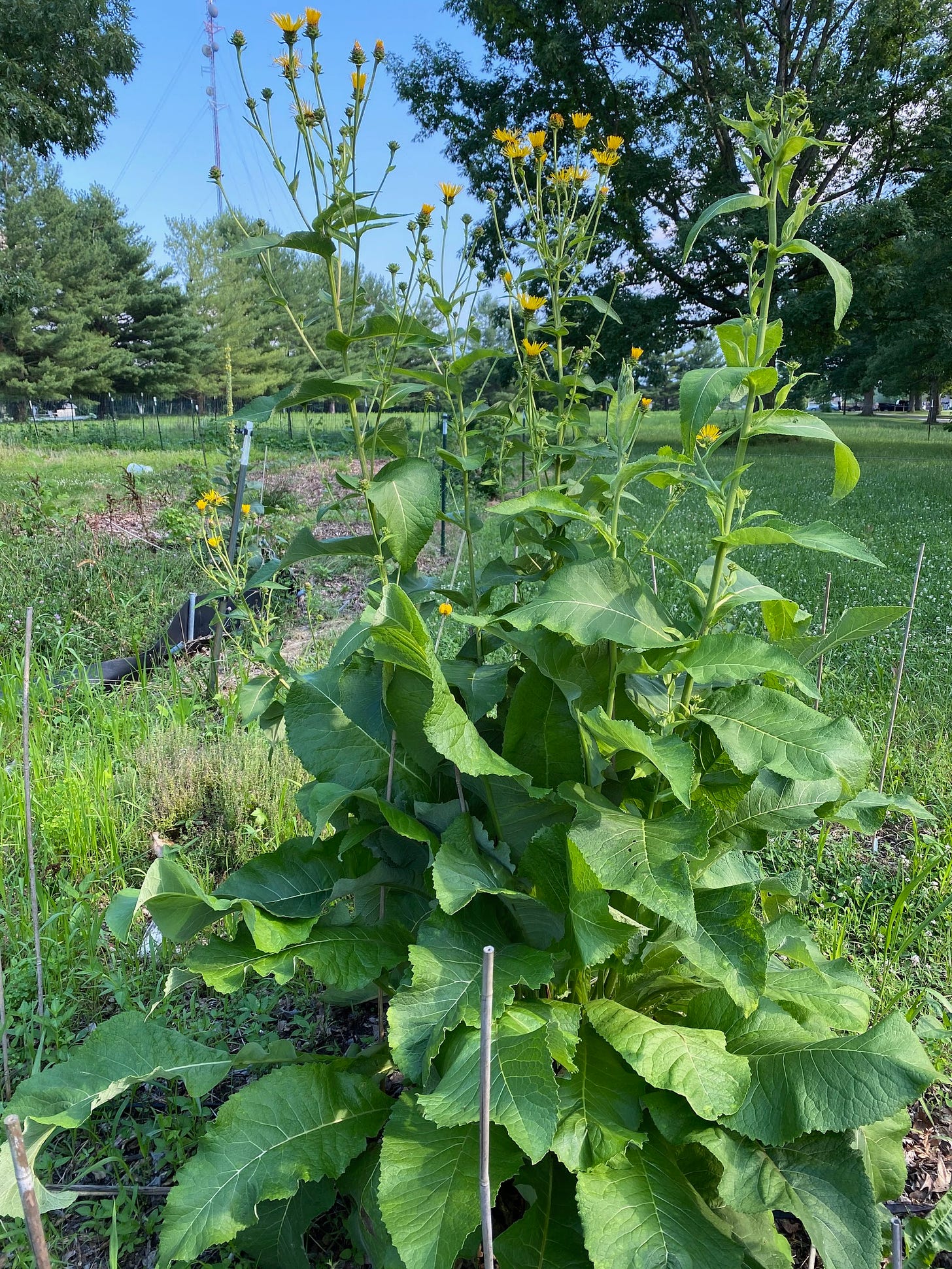 Ginormous elecampane,  Inula helenium grows to a height of six or more feet, topped by numerous  blooms resembling mini-sunflowers. 