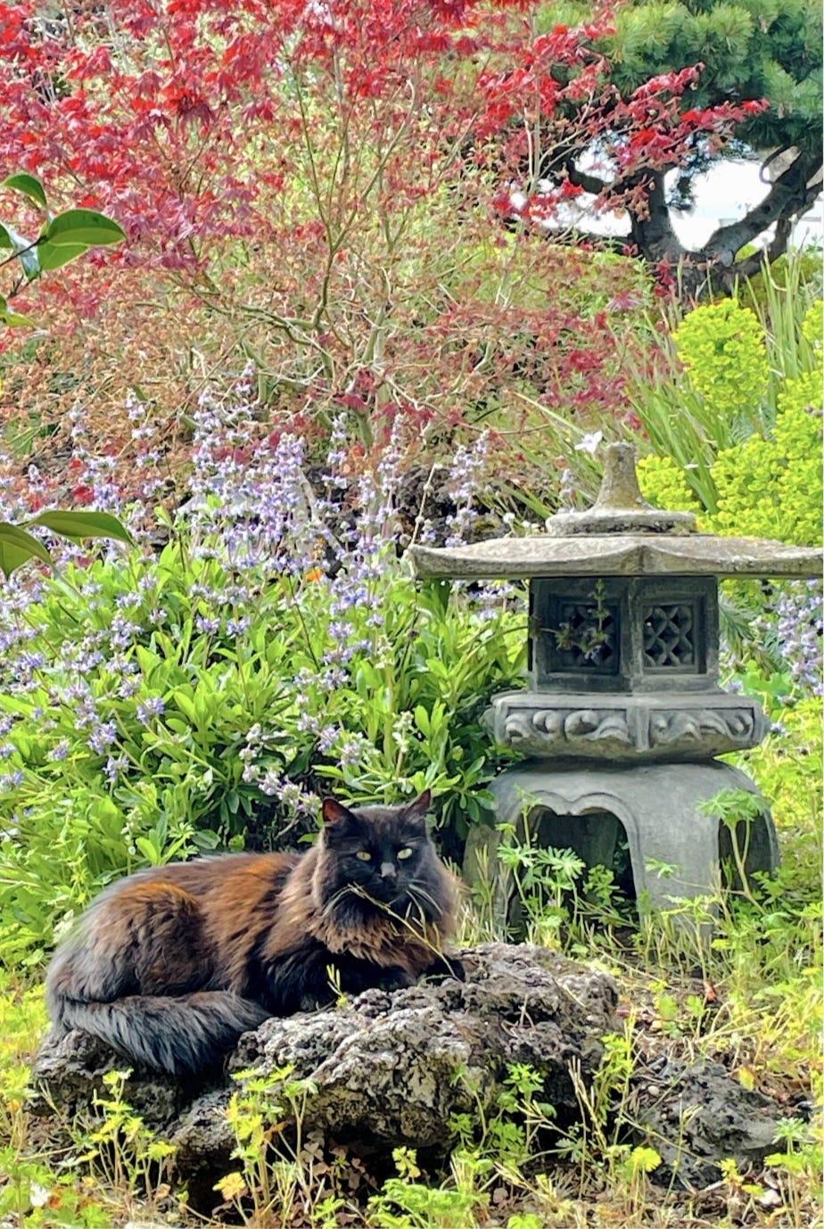 A home garden in a North California home in the background, a long-haired domestic cat in the foreground, resting on a rock by a stone Japanese lantern.