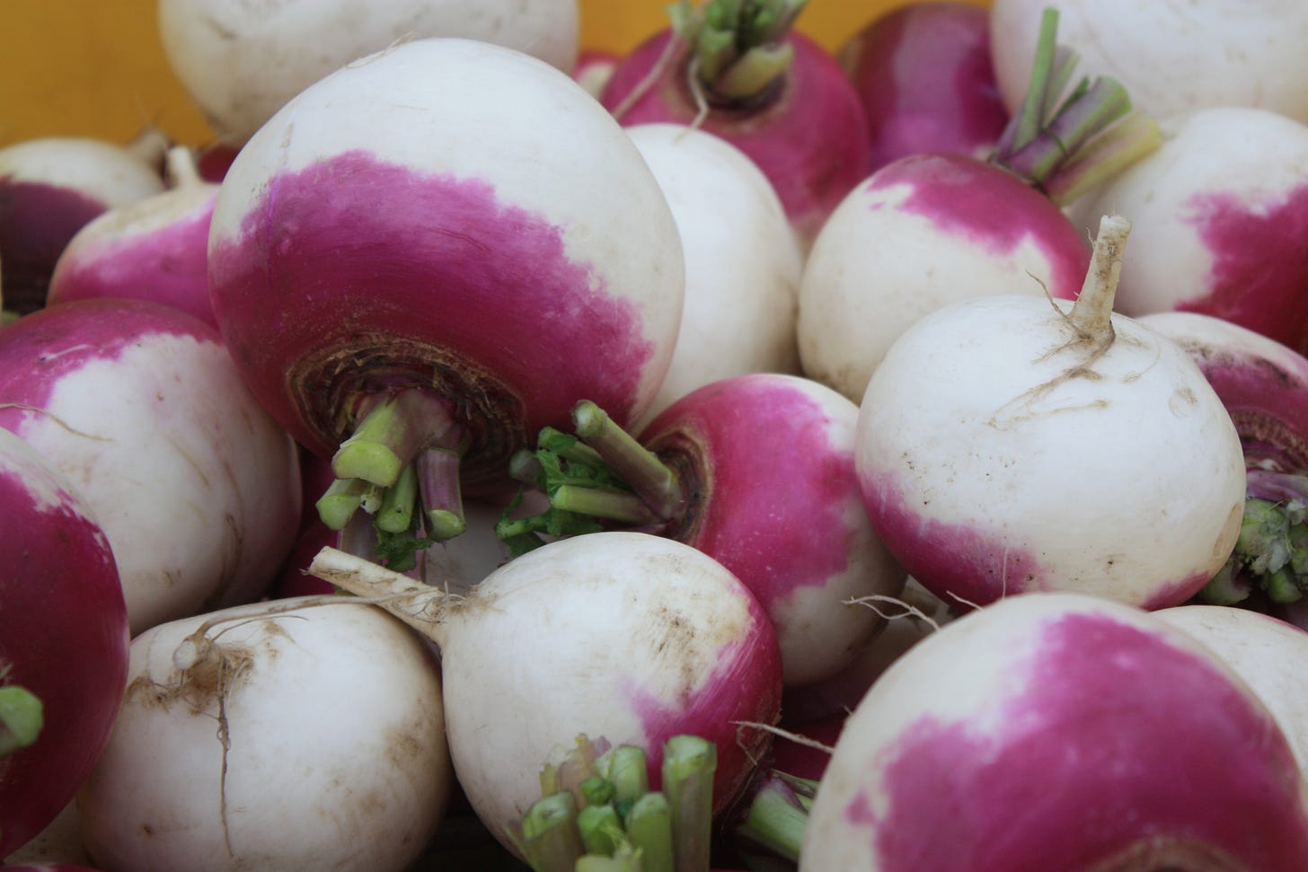 turnips at the Genuine Faux Farm