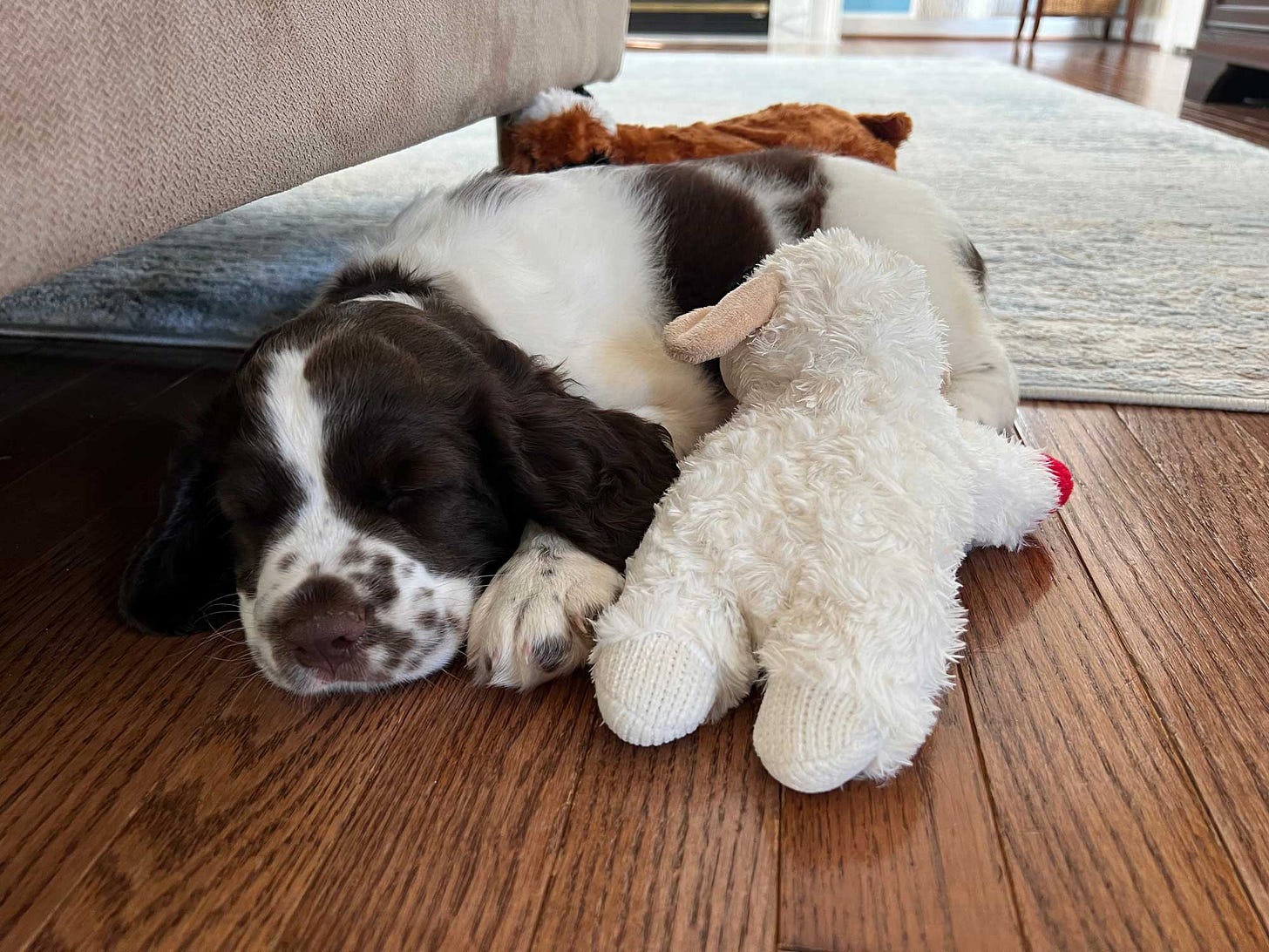 A Springer Spaniel sleeps with her lamb chop dog toy