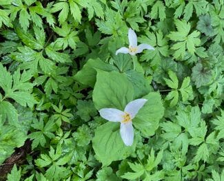 Two white trillium flowers with yellow centers surrounded by lush greenery