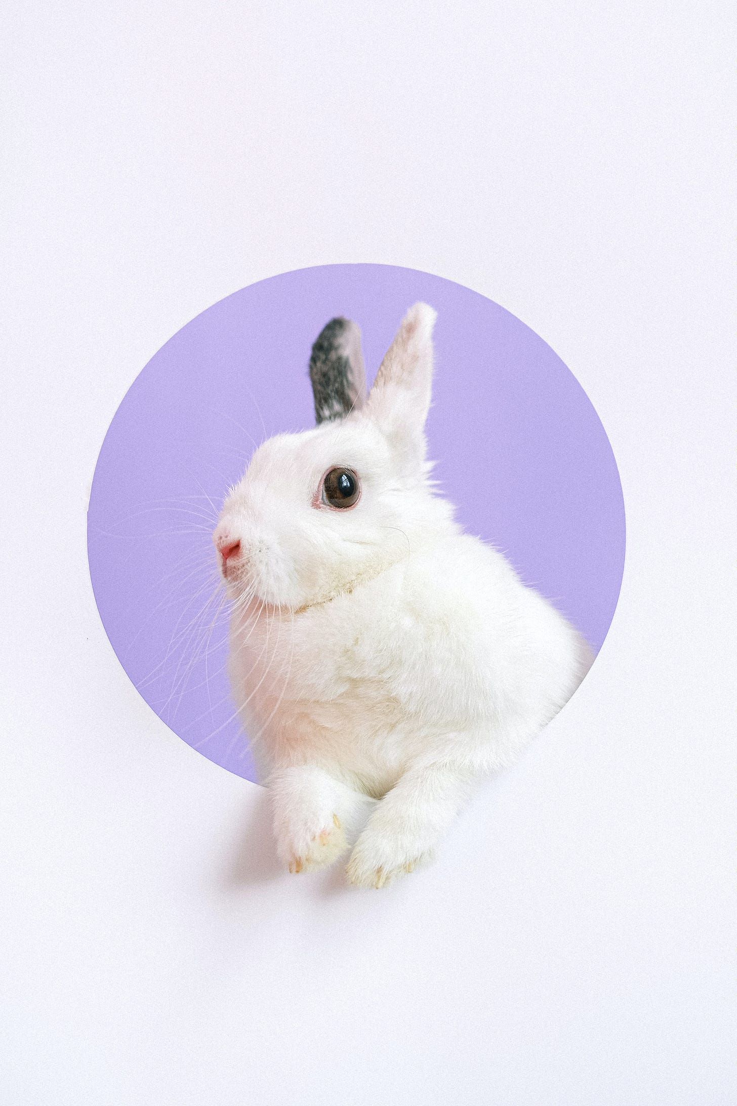 an image of a white bunny with a lilac background