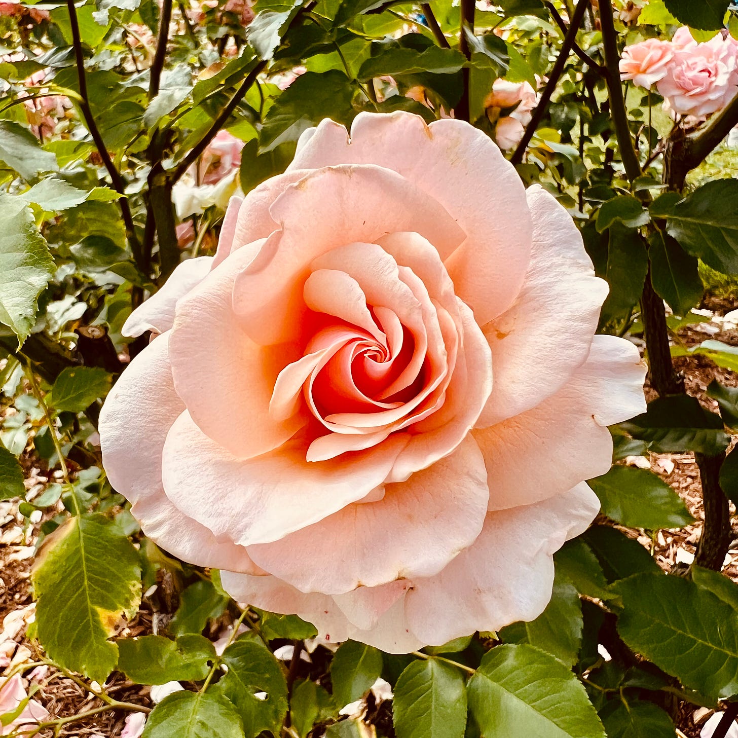 A beautiful pink rose