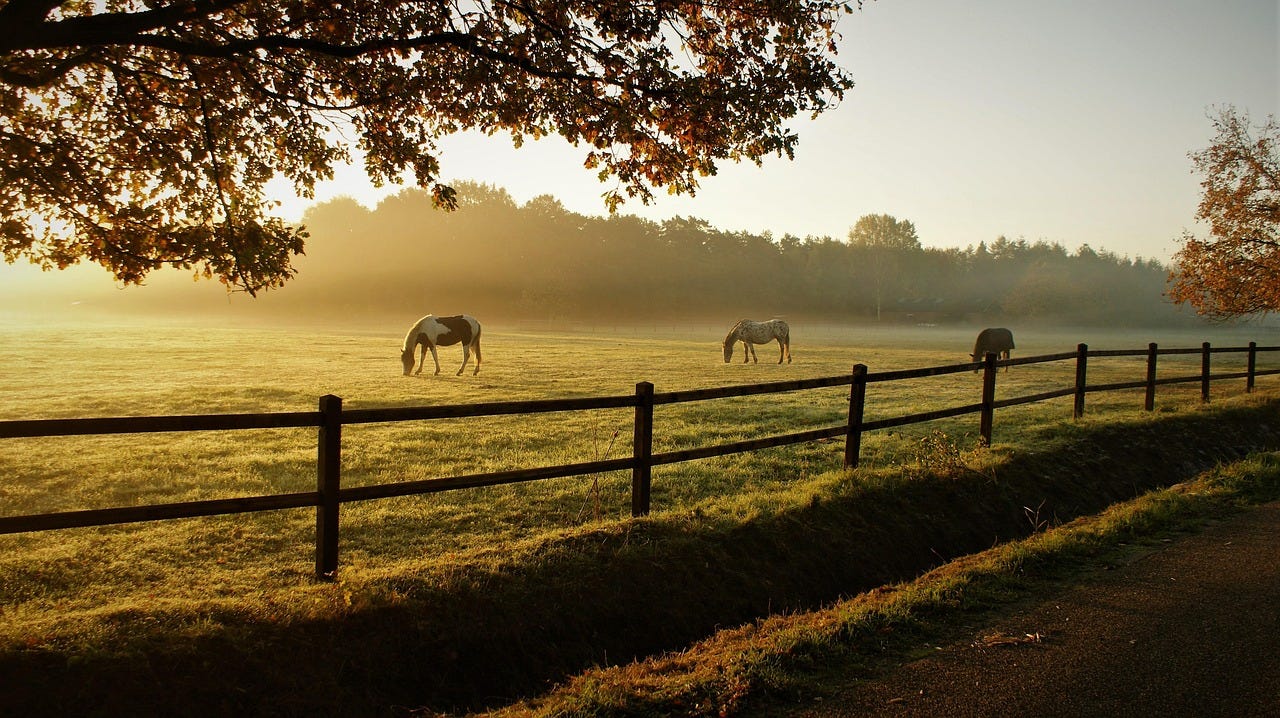 Free Horses Grazing photo and picture