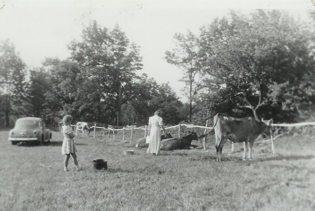 Cows at the farm