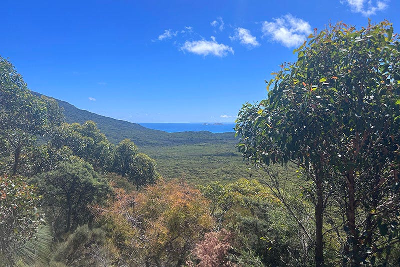 View of the ocean through trees from Wilsons Promontory National Park in Victoria.