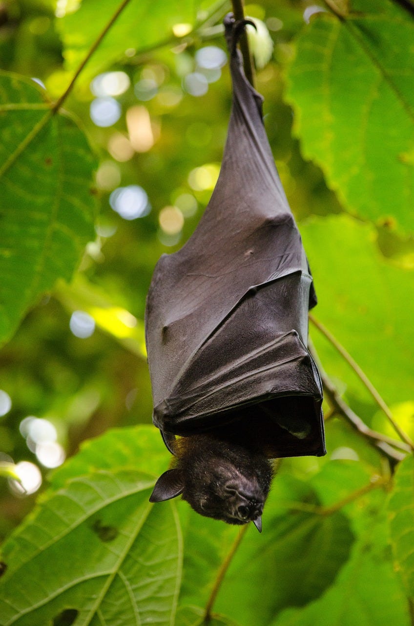 Bat hanging upside down