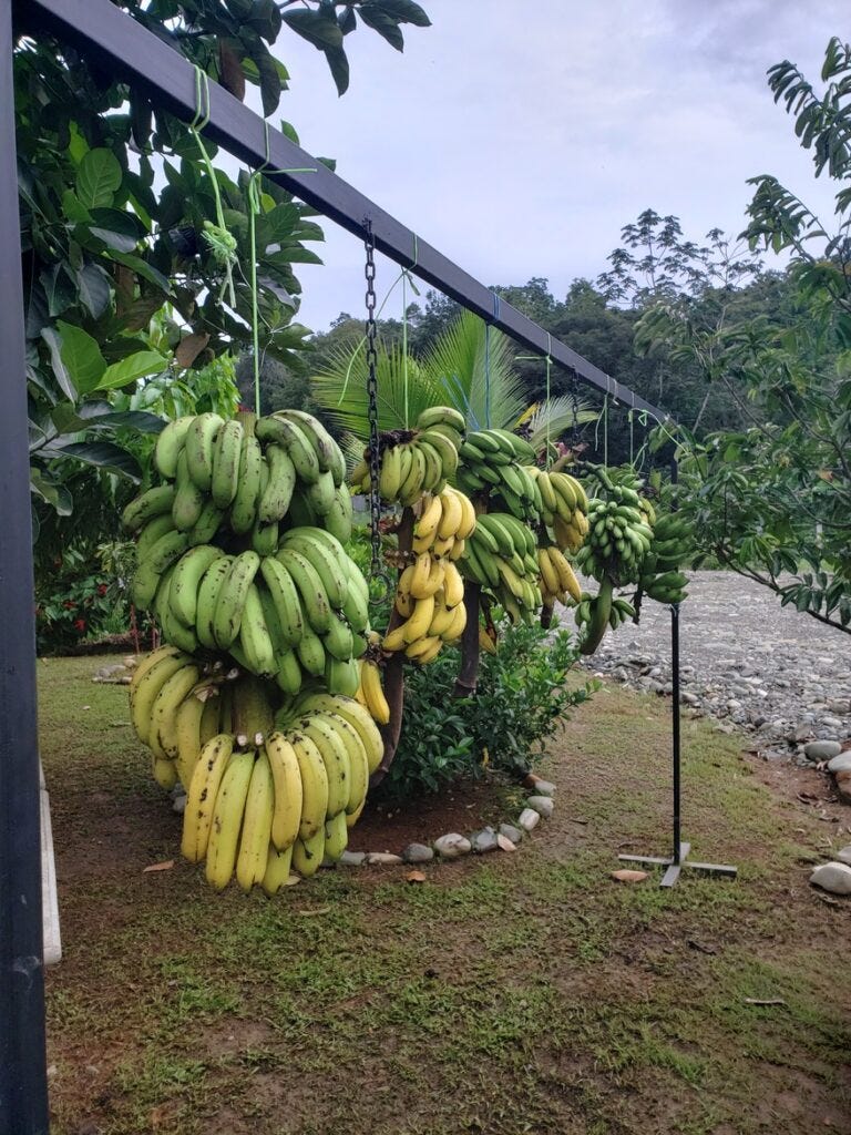 Costa Rica bananas