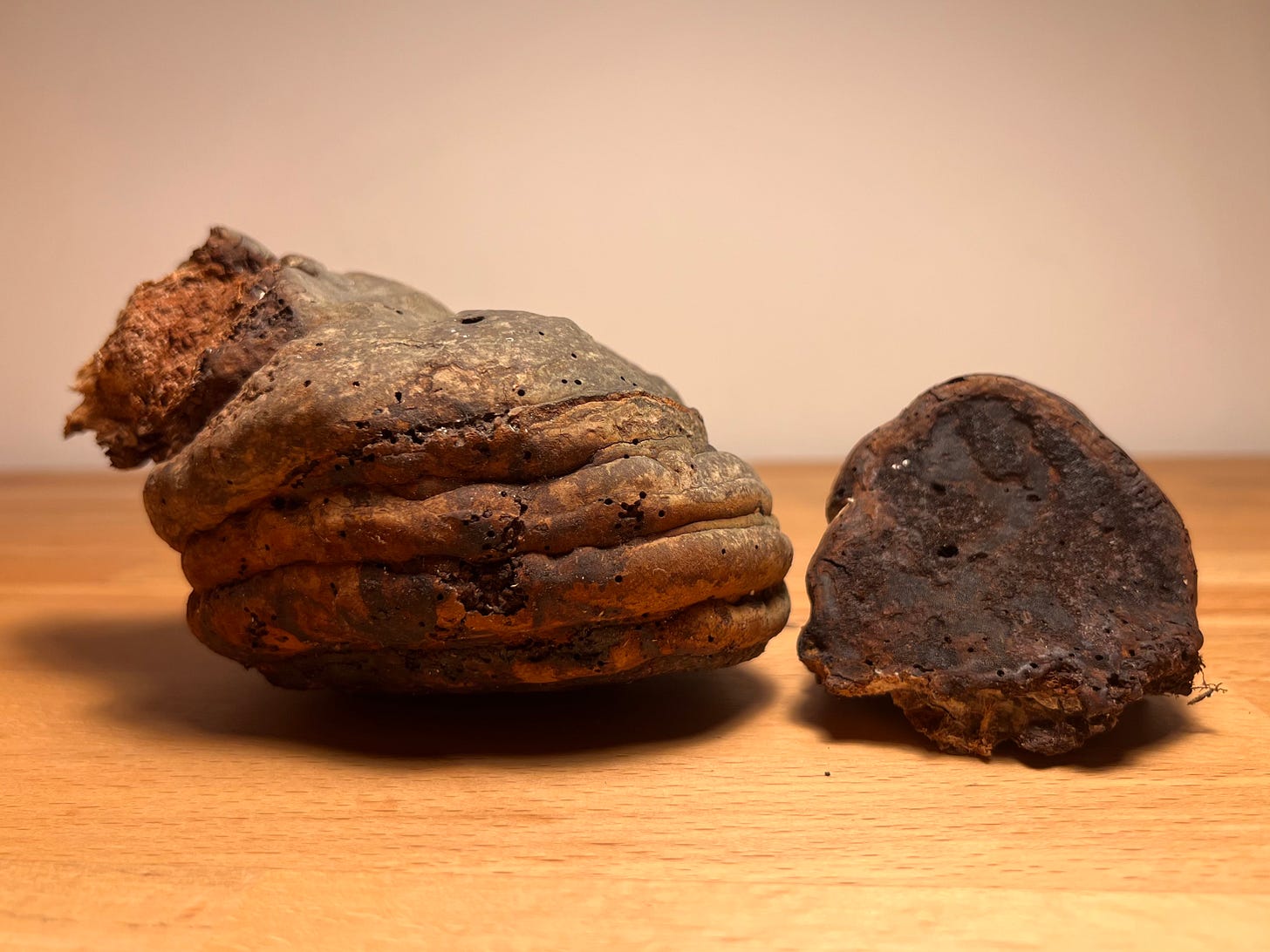 Tinder Fungus or Hoof Fungus (Fomes fomentarius)