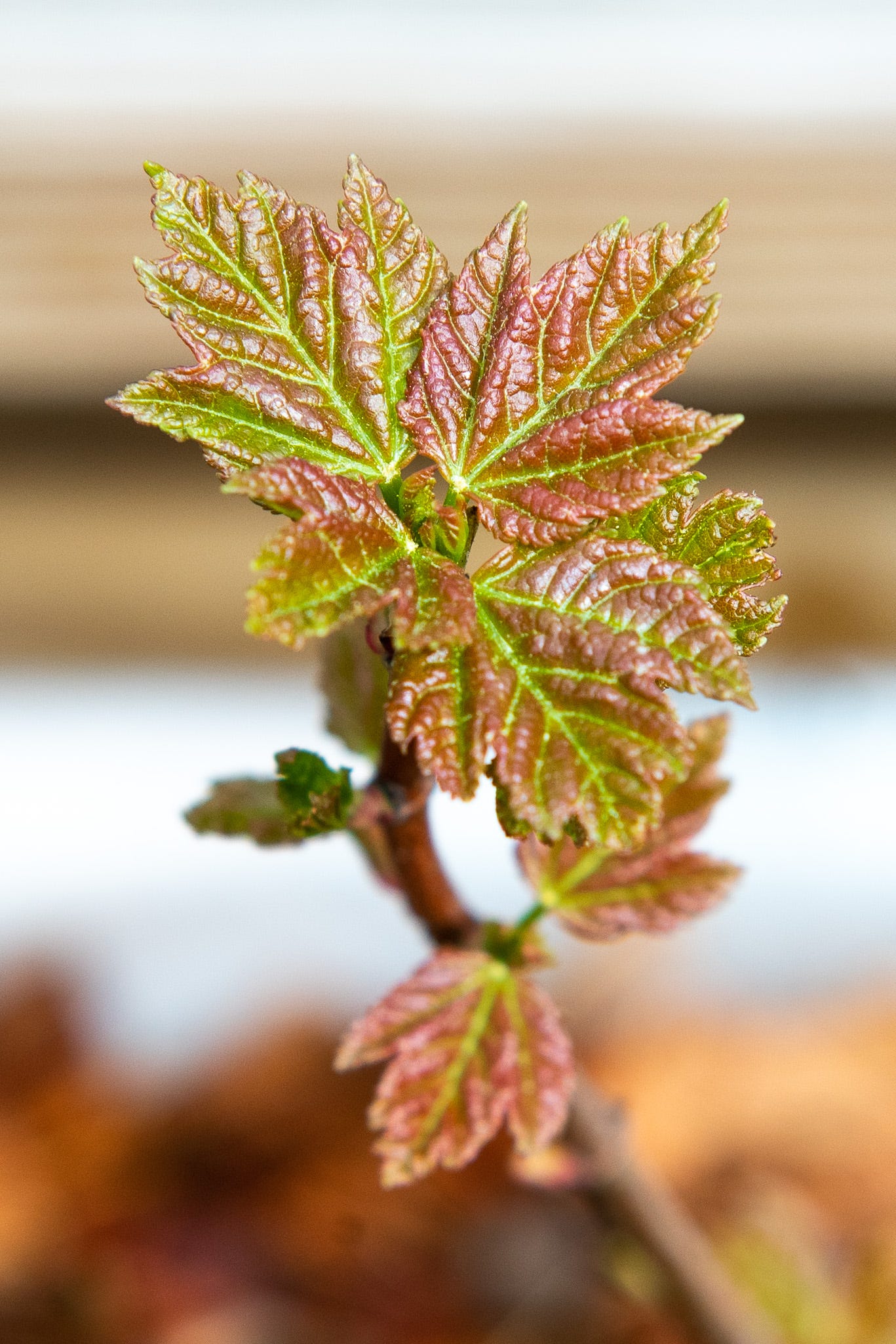 ID: Close up photo of young maple leaves emerging from buds. The leaves are light green and tinged with red in the center.