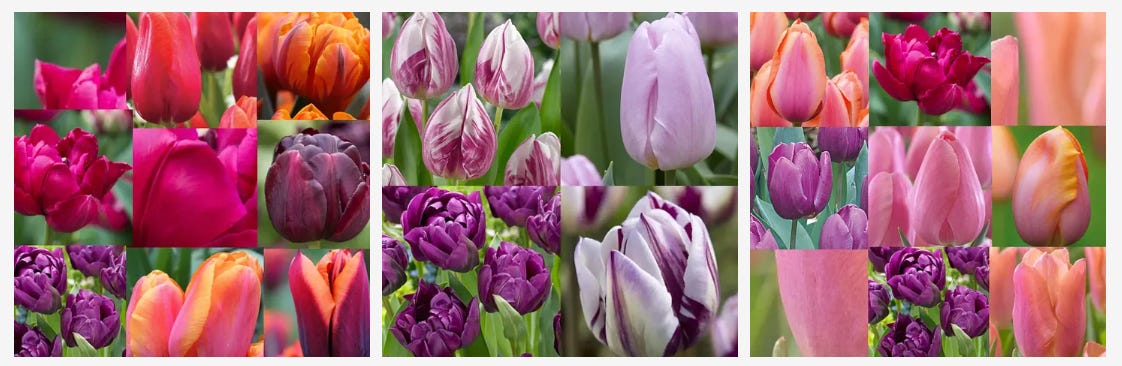 multi-coloured tulips