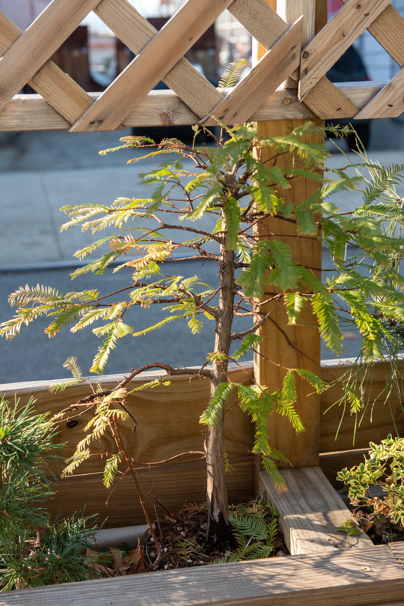 ID: Dawn redwood bonsai in fall with lanky branches and browning leaves at the tips