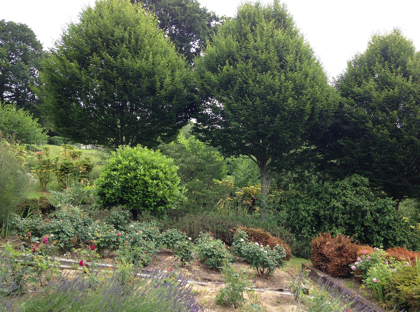 trees and flowerbeds